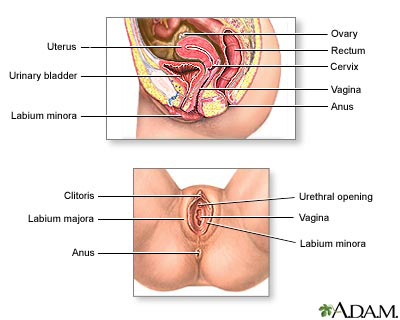 Female Anatomy - Genitals