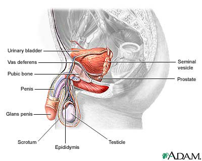 Male Anatomy - Genitals