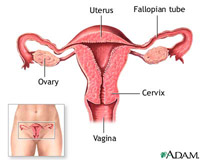 Female Anatomy Ovaries